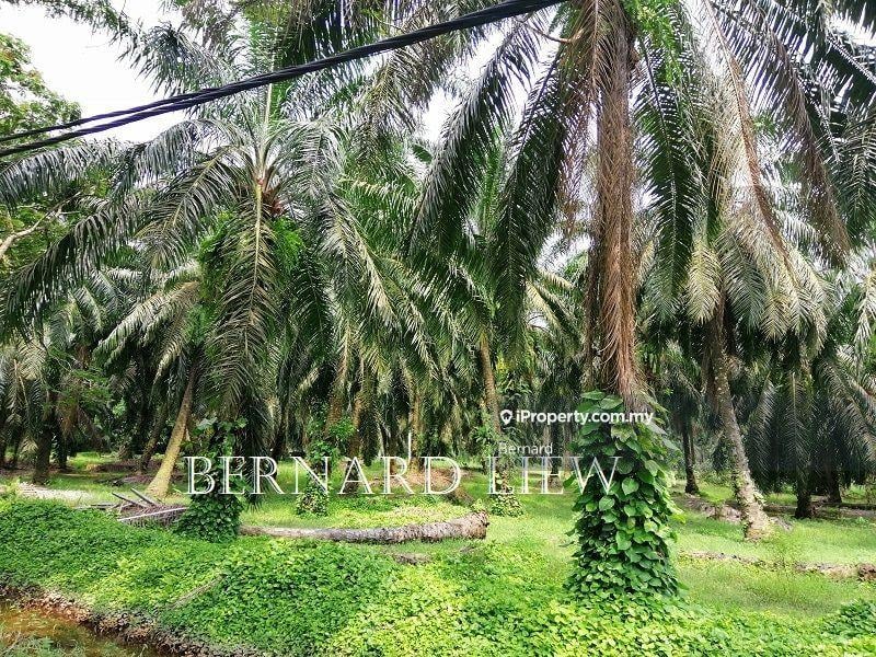 Agricultural Land for Sale in Kamunting, Kamunting by Bernard - iProperty.com.my