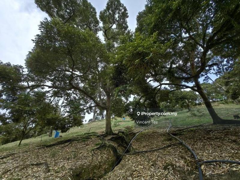 Tanah Pertanian untuk Dijual di Cheroh, Raub oleh Vincent Tee - iProperty.com.my