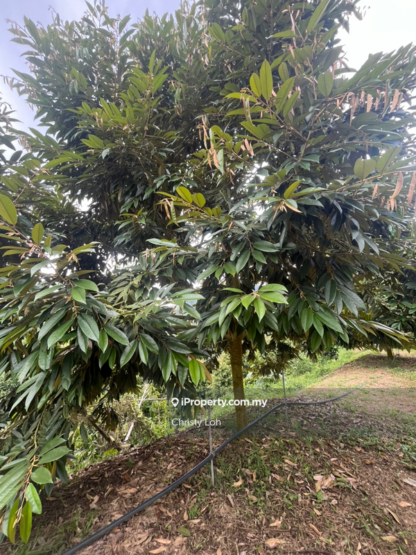 Tanah Pertanian untuk Dijual di Kawasan Perindustrian Bentong, Bentong oleh Christy Loh - iProperty.com.my