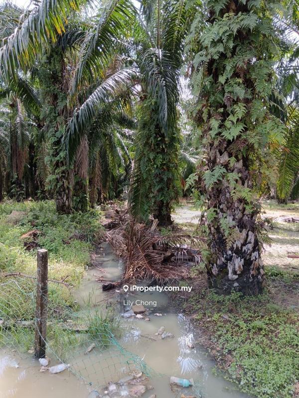 Tanah Pertanian untuk Dijual di Seri Manjung, Perak oleh Lily Chong - iProperty.com.my