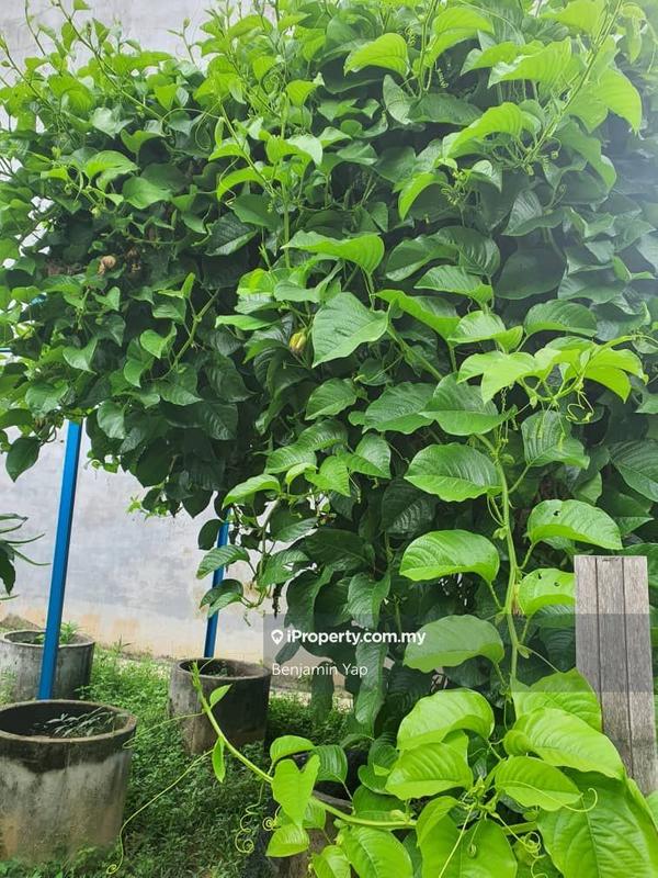 Agricultural Land for Sale in Panchor, Durian Tunggal by Benjamin Yap - iProperty.com.my