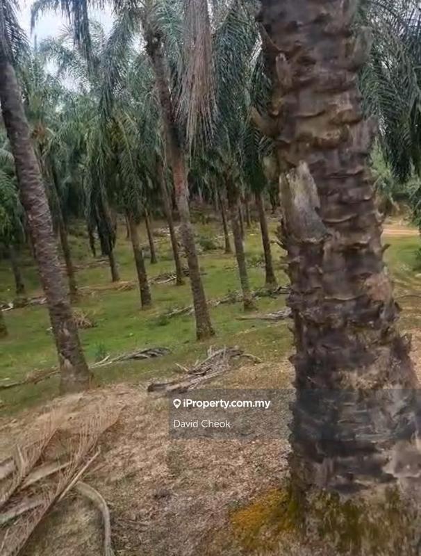 Agricultural Land for Sale in Bandar Springhill, Port Dickson by David Cheok - iProperty.com.my