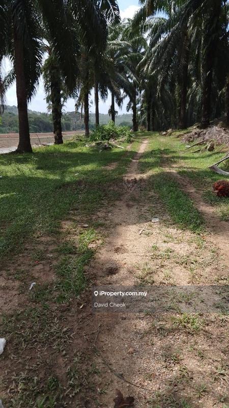 Tanah Pertanian untuk Dijual di Port Dickson, Negeri Sembilan oleh David Cheok - iProperty.com.my