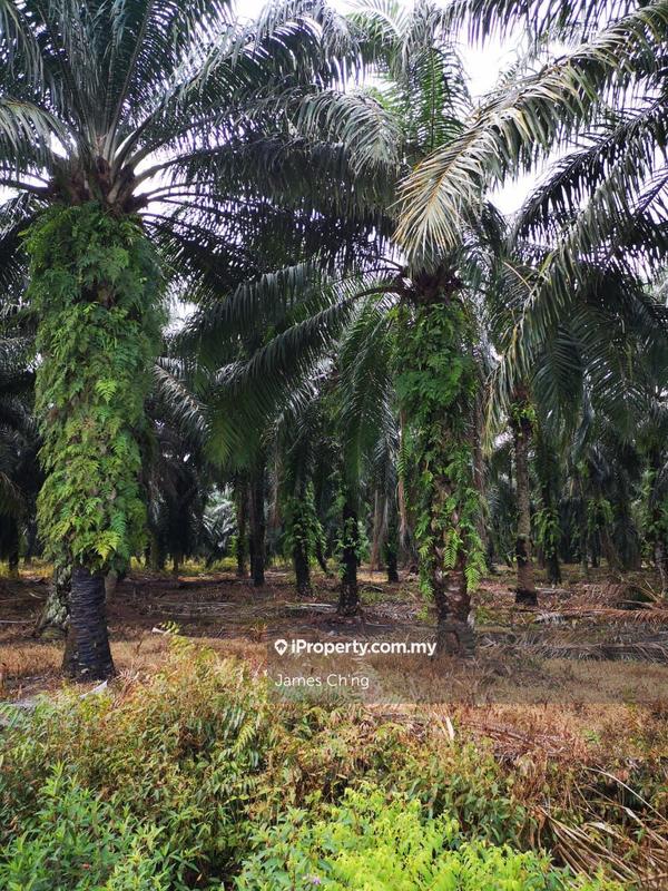 Tanah Perindustrian untuk Dijual di Serendah, Rawang oleh James Ch'ng - iProperty.com.my