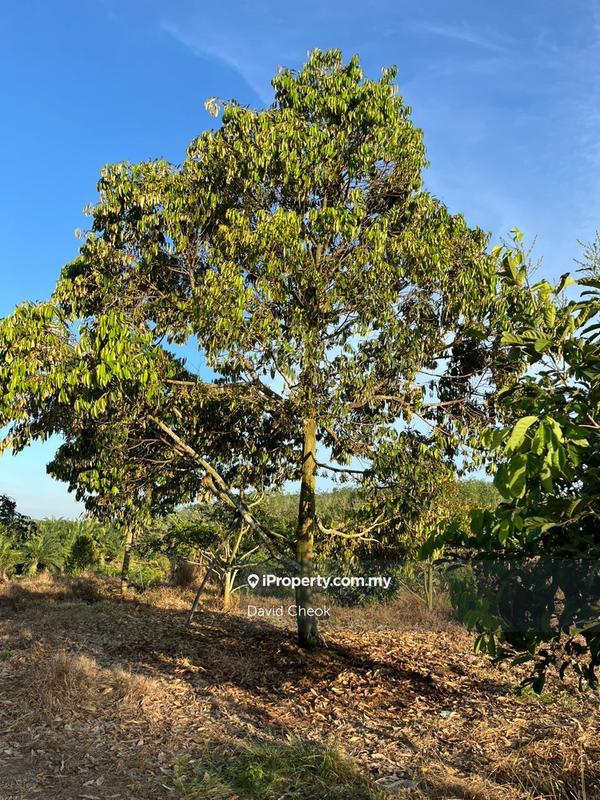 For Sale - Freehold Durian Land 3.15 Acres at Lukut, Port Dickson Near Highway