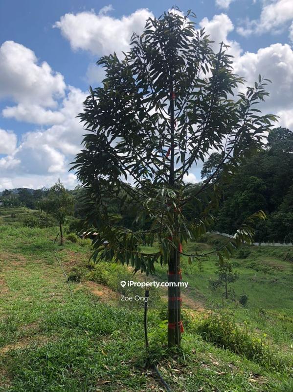 Agricultural Land for Sale in Kuala Lipis, Kuala Lipis by Zoe Ong - iProperty.com.my