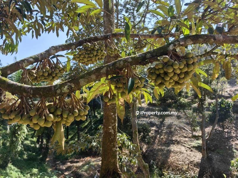 Tanah Pertanian untuk Dijual di Cheroh, Raub oleh Vincent Tee - iProperty.com.my