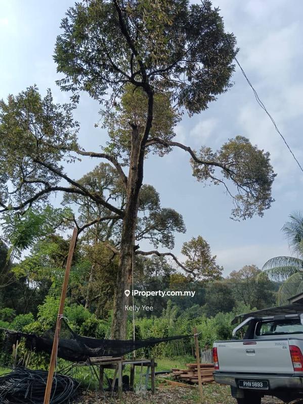 Tanah Pertanian untuk Dijual di Durian Orchard Farm @ Machang Bubok for Sale, Bukit Mertajam oleh Kelly Yee - iProperty.com.my