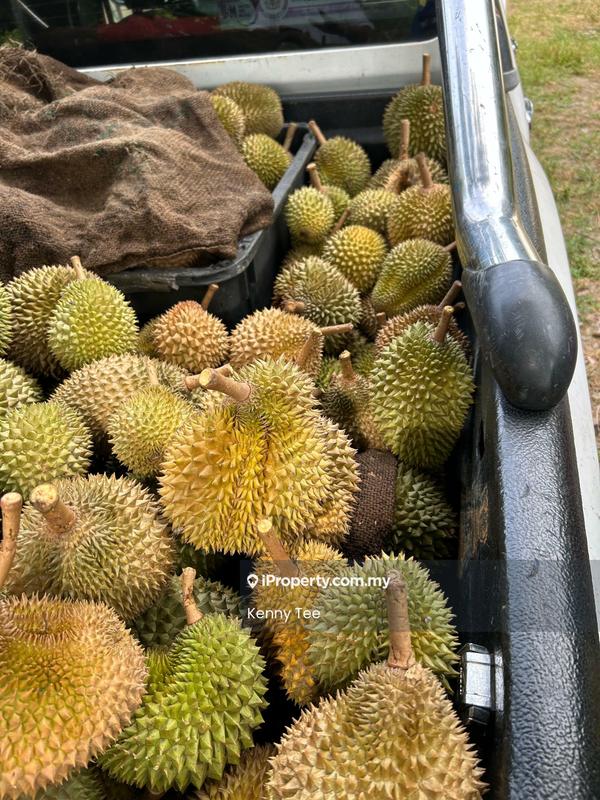Tanah Pertanian untuk Dijual di Felda Titi, Titi oleh Kenny Tee - iProperty.com.my