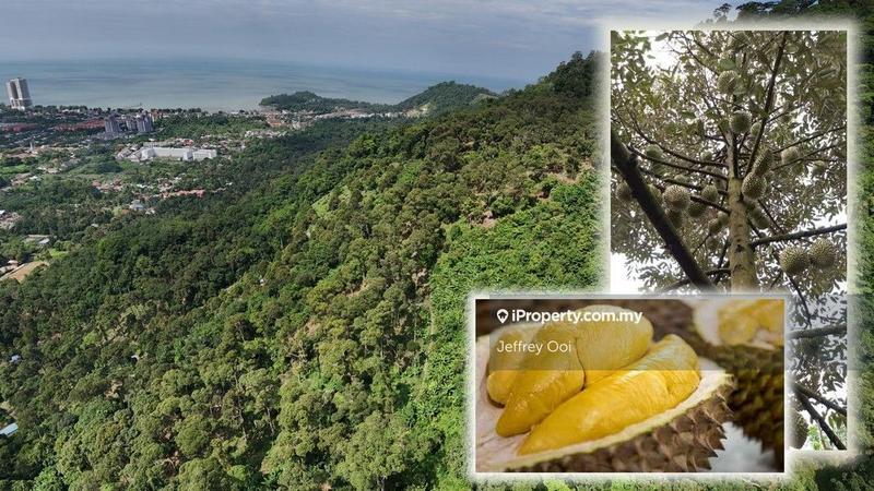 For Sale - Durian Farm (Teluk Kumbar) 53.11 acres with 1243 Durian Trees
