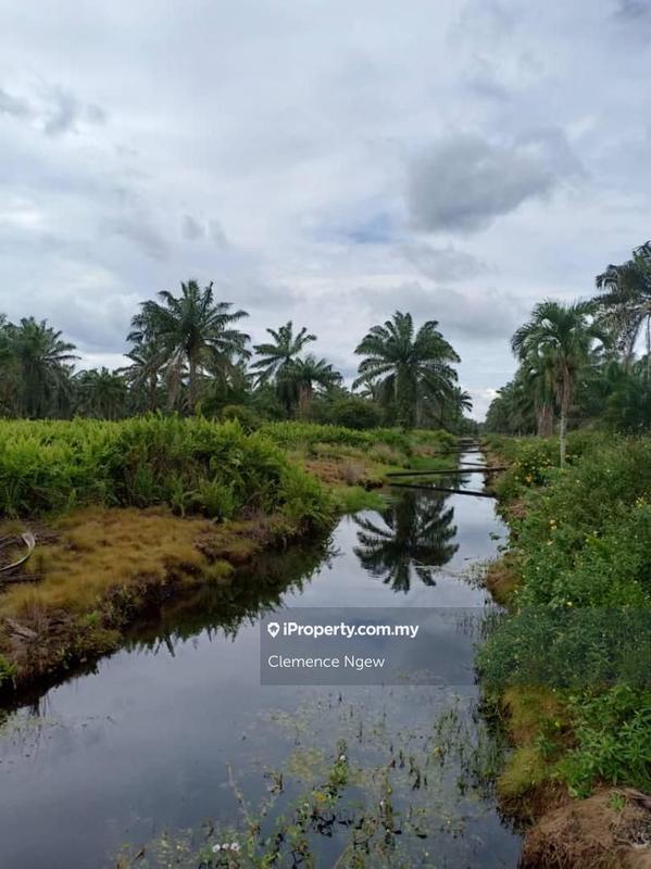 For Sale - Teluk Intan Palm Oil Land