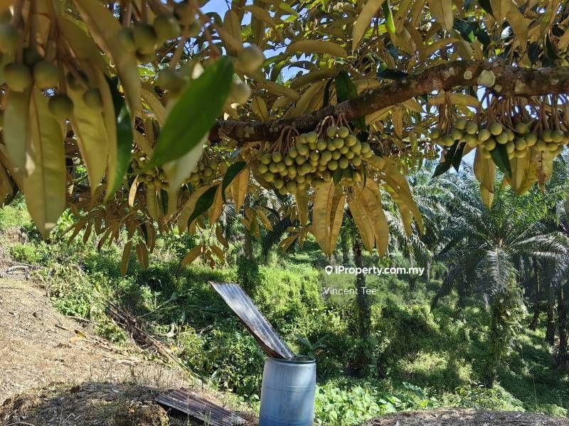 Tanah Pertanian untuk Dijual di Cheroh, Raub oleh Vincent Tee - iProperty.com.my