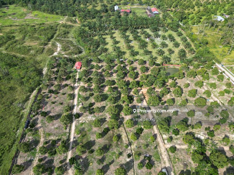 Agricultural Land for Sale in Karak Cinta Manis, Karak by Irene Leong - iProperty.com.my