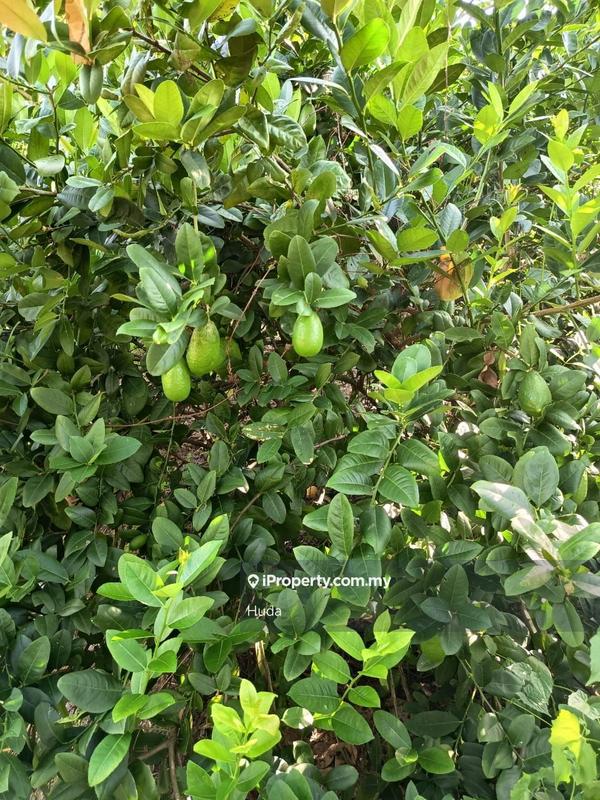 Agricultural Land for Sale in Dangi, Johol by Huda - iProperty.com.my