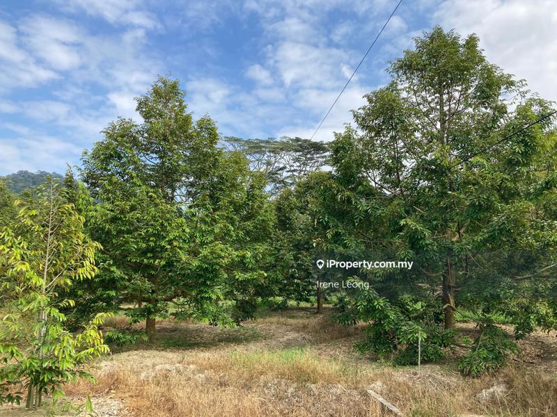 Agricultural Land for Sale in Kampung Selandar, Selandar by Irene Leong - iProperty.com.my