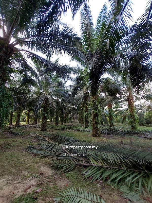 Tanah Kediaman untuk Dijual di Kota Tinggi Johor, Kota Tinggi oleh Christine Cham - iProperty.com.my