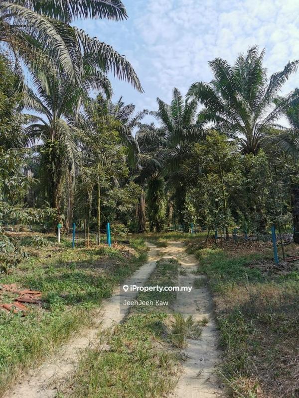 Tanah Pertanian untuk Dijual di Kulim, Kedah oleh JeehJeeh Kaw - iProperty.com.my
