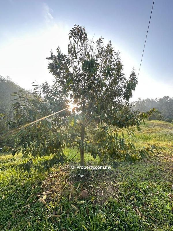 For Rent - Agriculture Land 6 Acres @ Serendah Rawang