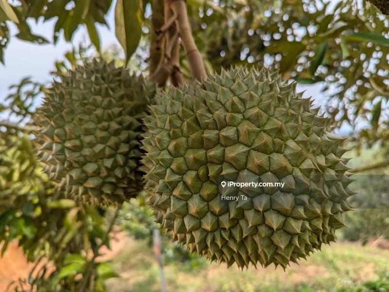 Agricultural Land for Sale in Bandar Baru Kuala Lipis, Kuala Lipis by Henry Ta - iProperty.com.my