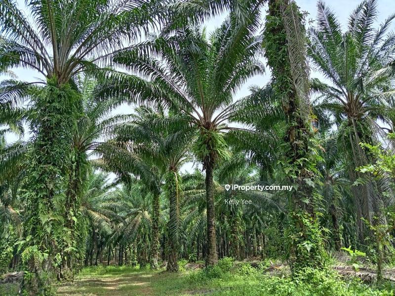 Agricultural Land for Sale in Palm Oil Plantation @ Labu Besar, Kulim for Sale, Kulim by Kelly Yee - iProperty.com.my