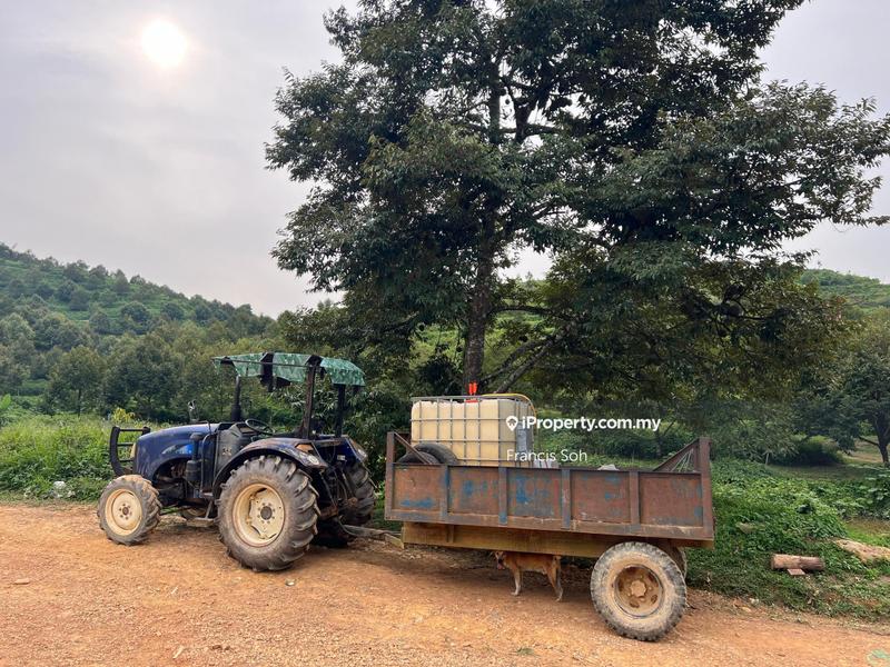For Sale - Gua Musang, High-quality durian orchard for sale