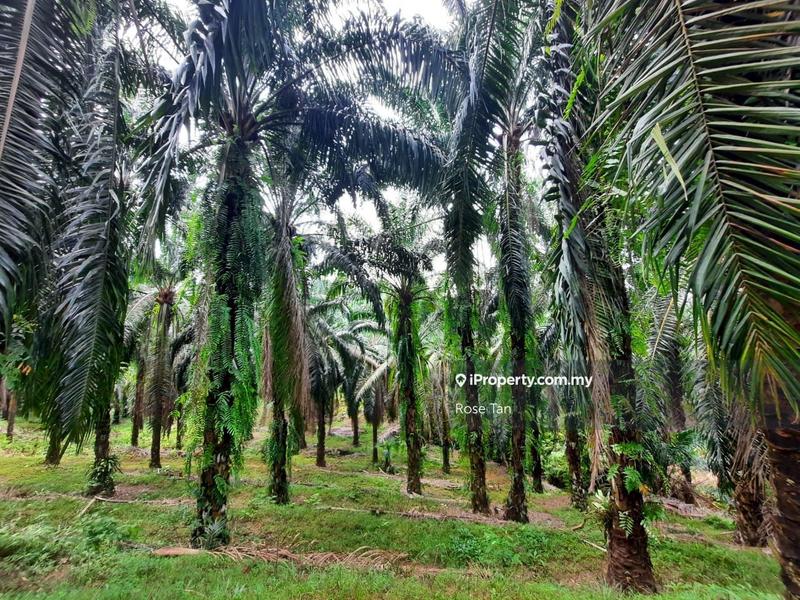 Agricultural Land for Sale in Kuala Sawah, Rantau by Rose Tan - iProperty.com.my