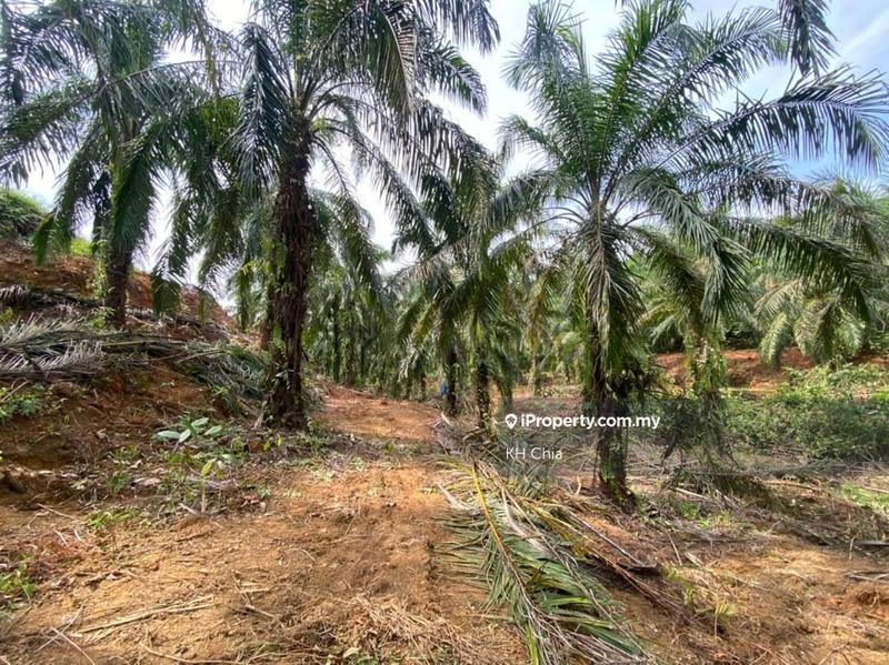 Tanah Pertanian untuk Dijual di Batu 19 Jalan Kuantan Gambang, Kuantan oleh KH Chia - iProperty.com.my