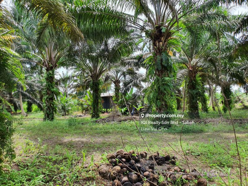 Agricultural Land for Sale in Tawau, Sabah by Liaw Vui Onn - iProperty.com.my