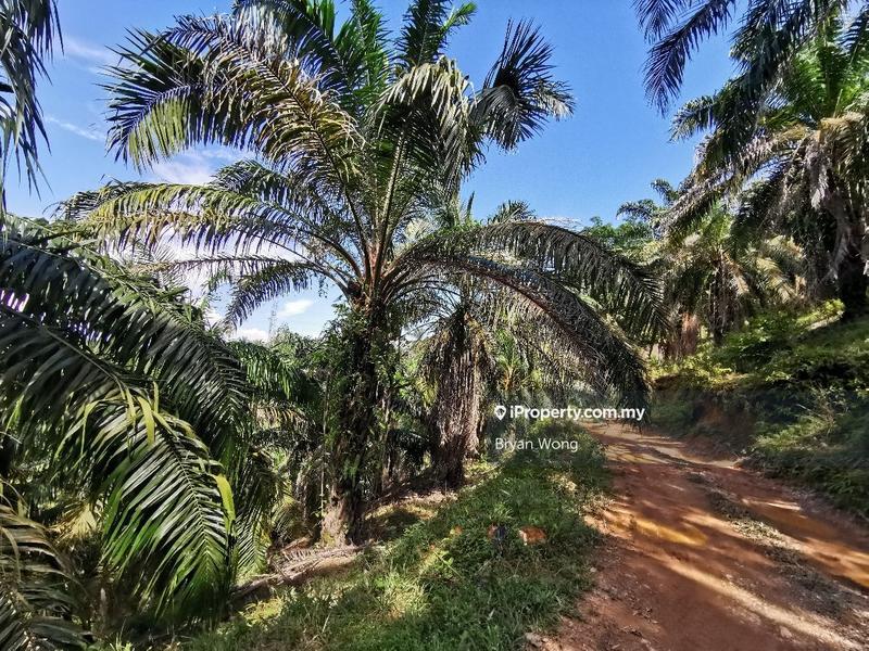 Agricultural Land for Sale in Penjom, Kuala Lipis, Pahang, Kuala Lipis by Bryan Wong - iProperty.com.my
