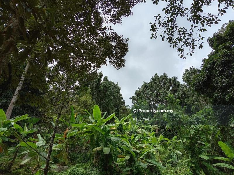 Tanah Pertanian untuk Dijual di Mengkuang Dam Orchard Farm for Sale, Bukit Mertajam oleh Kelly Yee - iProperty.com.my