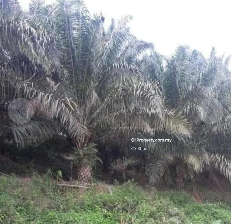 Tanah Pertanian untuk Dijual di Taman Gua Musang, Gua Musang oleh CY Khoo - iProperty.com.my
