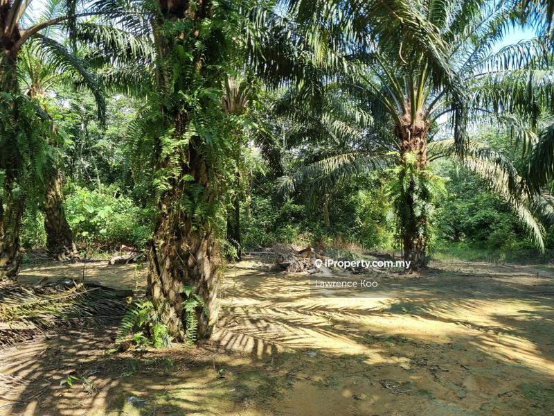 For Sale - Freehold Oil Palm 5 Acres, Bemban Jasin Melaka