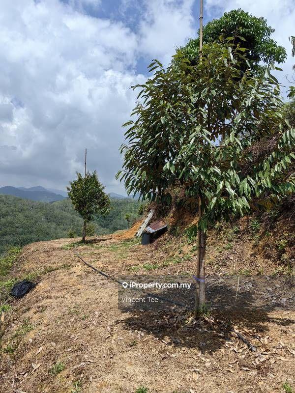 For Sale - 4.5 Acres Freehold Durian Farm Kenaboi Titi Jelebu Negeri Sembilan