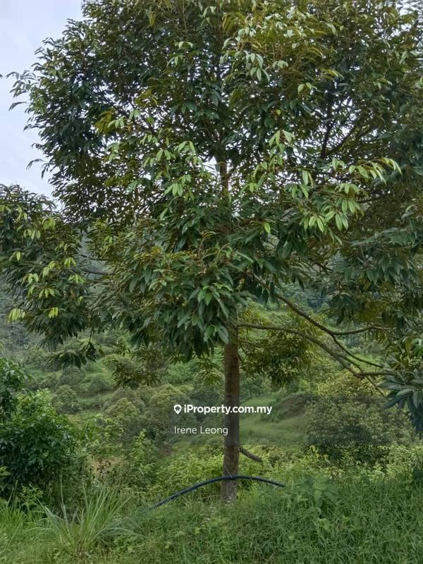 Agricultural Land for Sale in Raub, Pahang by Irene Leong - iProperty.com.my