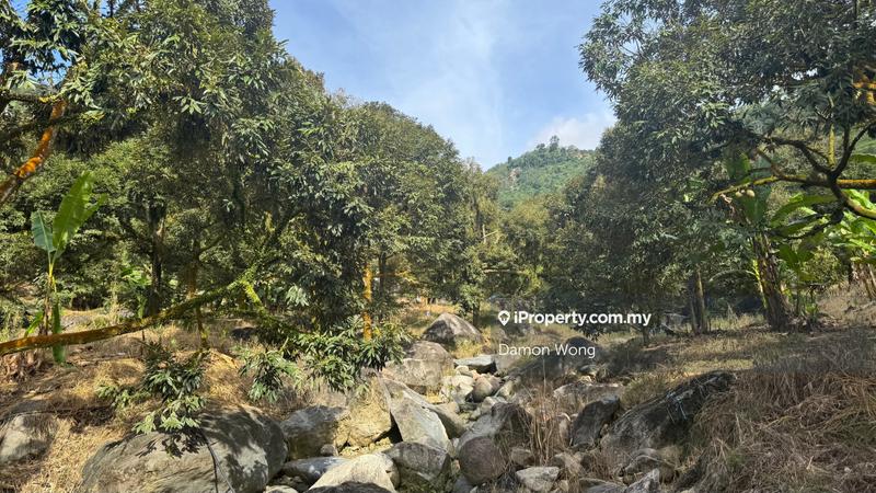 For Sale - 18.4 acres durian orchard in Sg Klau