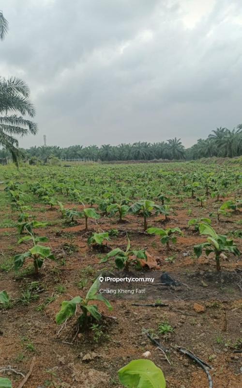 Tanah Pertanian untuk Dijual di Banting, Banting oleh Chang Kheng Fatt - iProperty.com.my