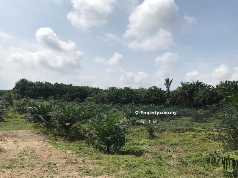Agricultural Land for Sale in Kuala Selangor, Selangor by Philip Thien - iProperty.com.my