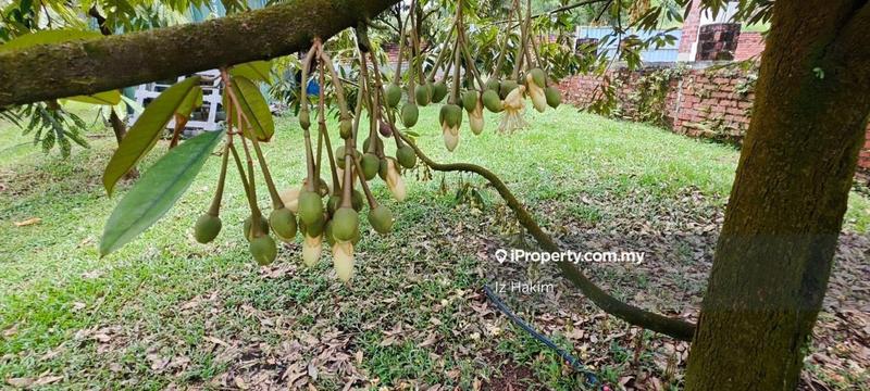 Agricultural Land for Sale in Batang Kali, Selangor by Iz Hakim - iProperty.com.my