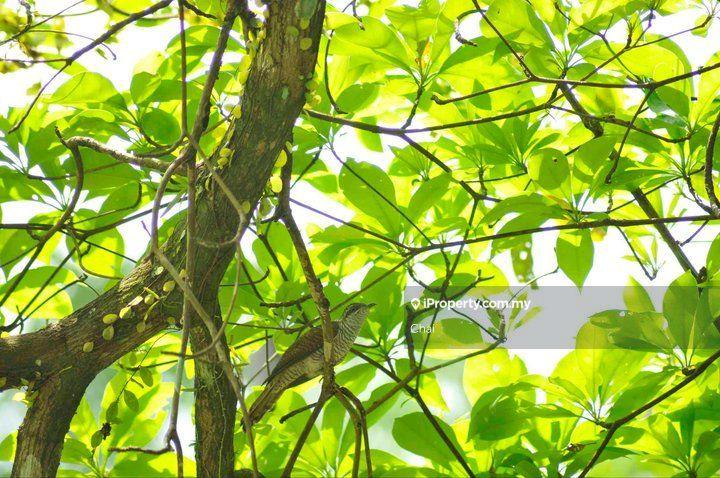 Tanah Kediaman untuk Dijual di Saujana Rawang, Kundang, Sungai Bakau, mahsing, Rawang oleh Chai - iProperty.com.my