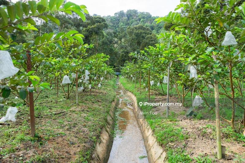 Agricultural Land for Sale in Agriculture Land @Changkat Jering Taiping Perak, Taiping by Alvin Foo - iProperty.com.my