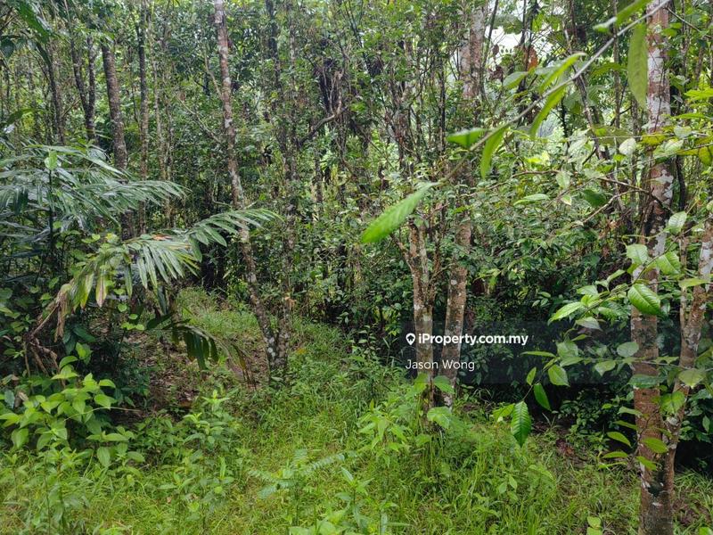 Tanah Pertanian untuk Dijual di Jalan Kota Bharu, Gua Musang, Kuala Krai, Kelantan, Gua Musang oleh Jason Wong - iProperty.com.my