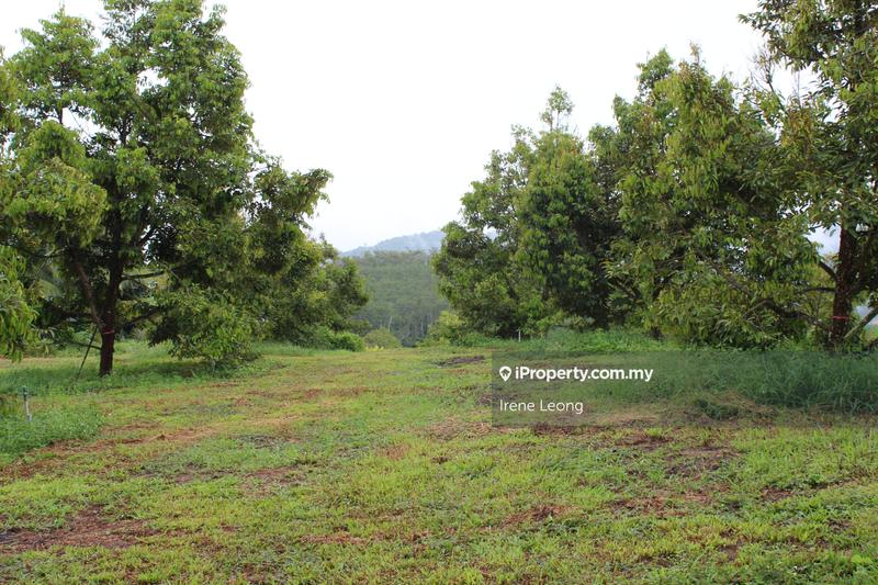Agricultural Land for Sale in Kampung Selandar, Selandar by Irene Leong - iProperty.com.my
