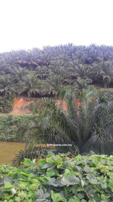 Tanah Pertanian untuk Dijual di Kelantan Gua Musang Ulu Nenggiri, Gua Musang oleh CY Khoo - iProperty.com.my