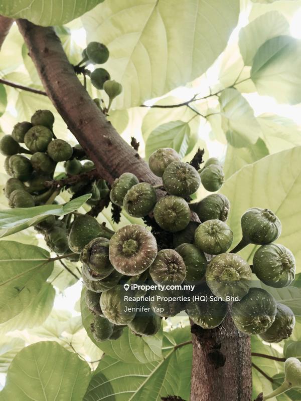 Residential Land for Sale in Janda Baik, Bentong by Jennifer Yap - Fig trees  - iProperty.com.my