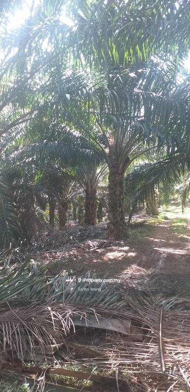 Agricultural Land for Sale in Taman Buloh Kasap, Segamat by Santo Wang - iProperty.com.my