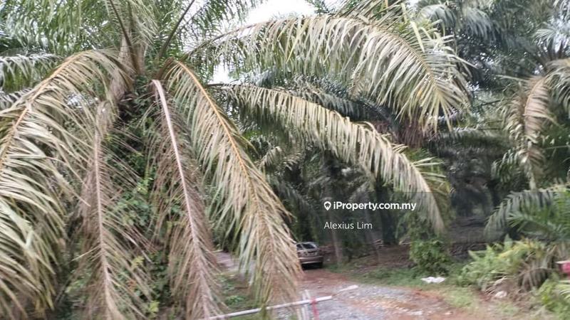 Tanah Pertanian untuk Dijual di Pontian, Johor oleh Alexius Lim - iProperty.com.my