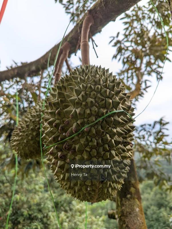 Agricultural Land for Sale in Bandar Baru Kuala Lipis, Kuala Lipis by Henry Ta - iProperty.com.my