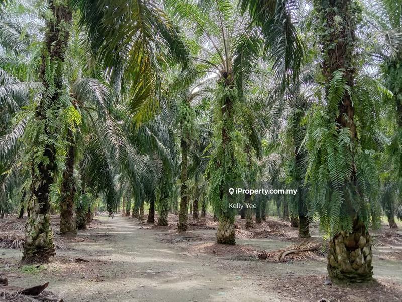 For Sale - Palm Oil Plantation for Sale in Kulim (Near JPJ Kulim & Hi Tech Park)