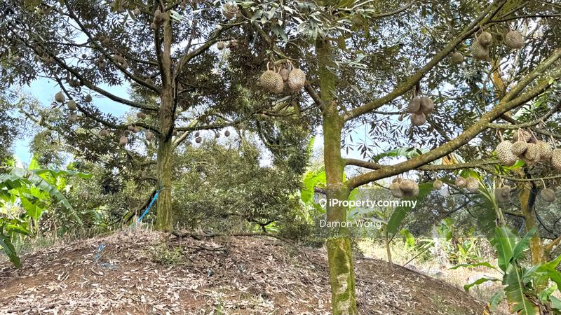 Tanah Pertanian untuk Dijual di Sungai Klau, Raub oleh Damon Wong - iProperty.com.my