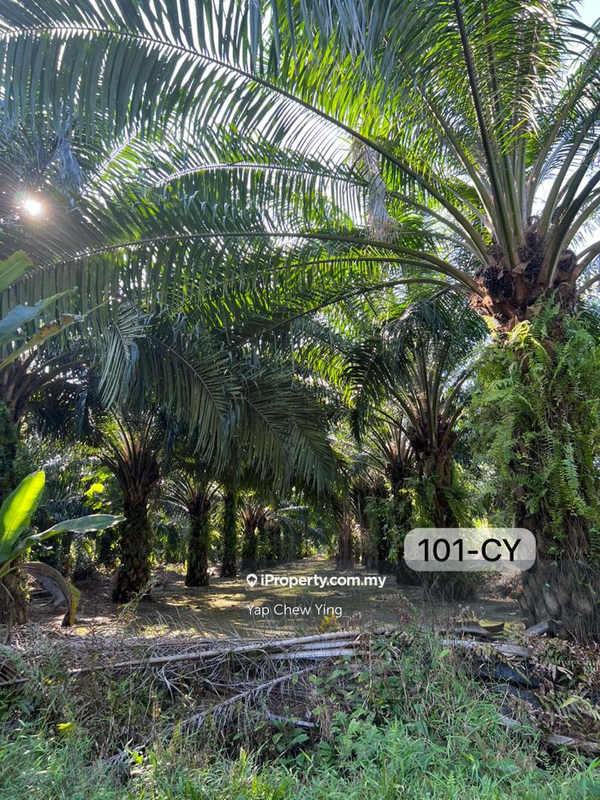 For Sale - Budget Sale!! 2 Acres Johan Setia Klang Agriculture Land Square Shape!!